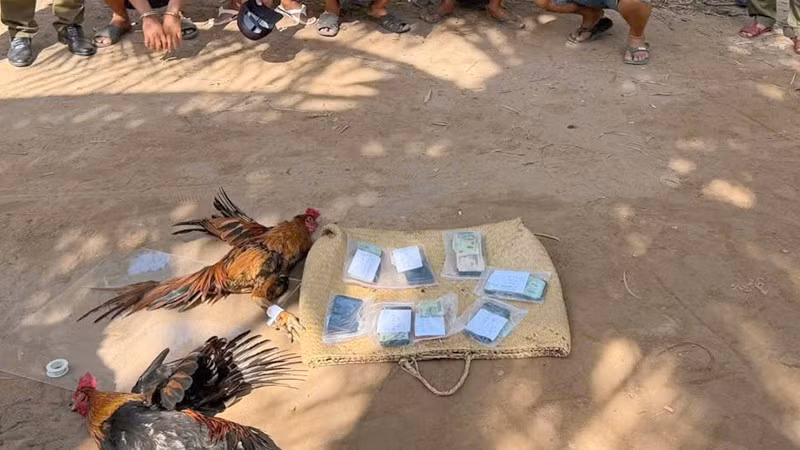 Hiện trường vụ đá gà ăn thua bằng tiền.