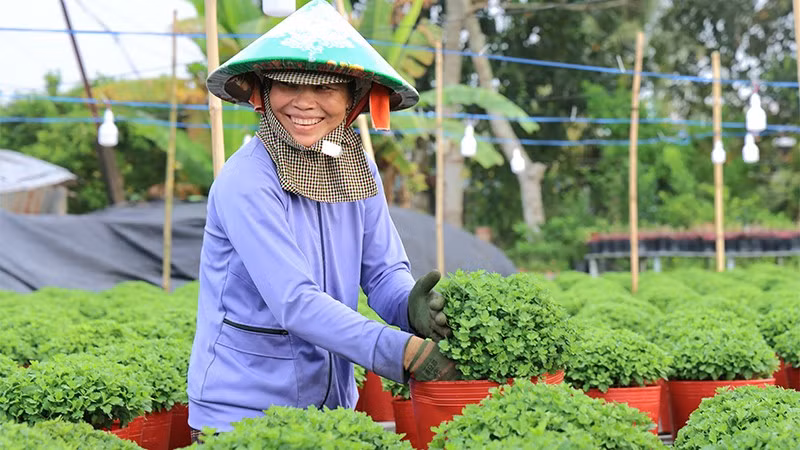 Nông dân Sa Đéc chăm sóc hoa. (Ảnh: Ban tổ chức)