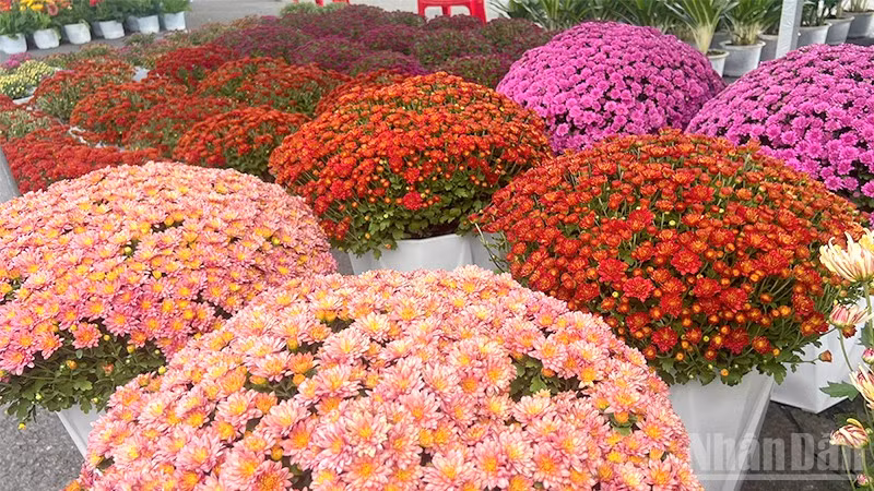 Cúc đa sắc bày bán tại Festival Hoa-Kiểng Sa Đéc.