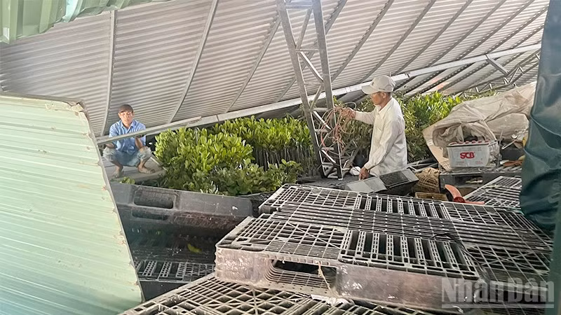 Hiện trường vụ dông lốc sáng sớm 23/7 tại xã Ba Sao, tỉnh Đồng Tháp.
