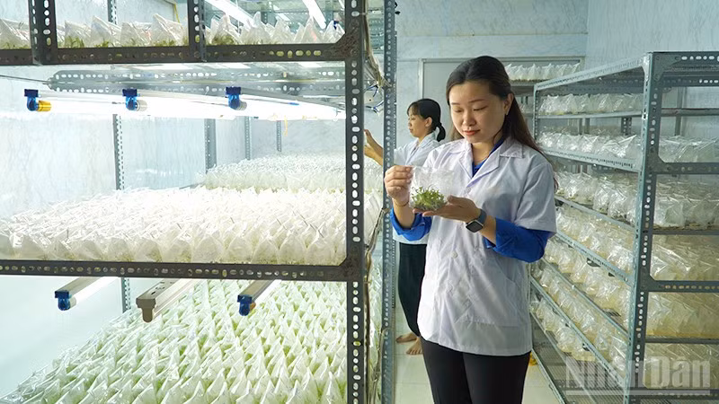 Chị Nguyễn Phượng Hằng tại phòng nuôi cấy mô của cơ sở Cây giống cấy mô HF.