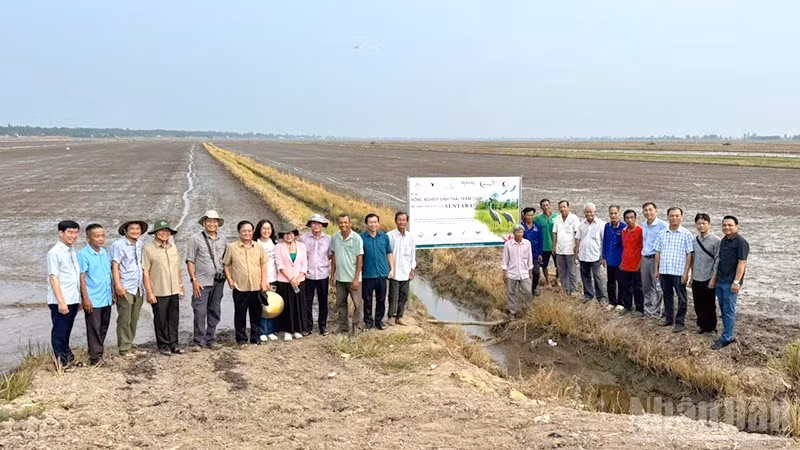 Mô hình lúa sinh thái trong vùng đệm Vườn quốc gia Tràm Chim (tỉnh Đồng Tháp), một thí dụ của bảo đảm an ninh sinh thái trong môi trường sản xuất nông nghiệp vùng Đồng bằng sông Cửu Long.