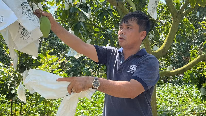 Ông Lương Quốc Toản tại vườn xoài còn vài ngày nữa bắt đầu thu hoạch. (Ảnh: HỮU NGHĨA)
