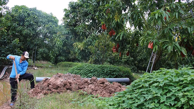 Nông dân Tổ hợp tác xoài Bà Két, xã Mỹ Thọ chủ động nhiều biện pháp bảo vệ vườn cây ăn trái. 