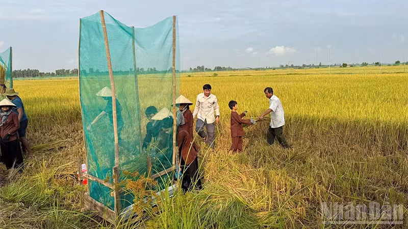 Nông dân tham gia mô hình lúa sinh thái, du lịch cộng đồng gắn với bảo tồn, phát triển sếu đầu đỏ.