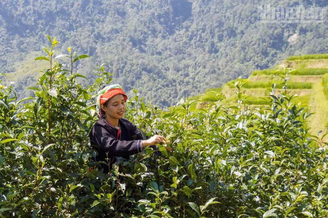 Khác với những luống chè thấp ngang thắt lưng ở vùng trung du, cây chè Shan tuyết ở Cao Bồ phát triển thành những cây lớn, người dân phải trèo lên cành để hái từng búp non.