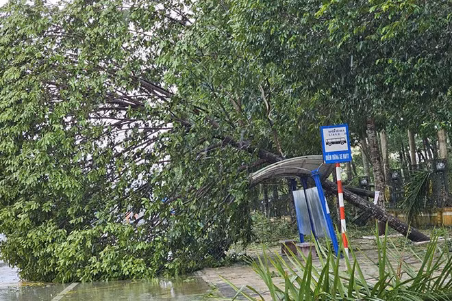 Cây xanh đô thị ở Thanh Hóa bị gió giật đổ.