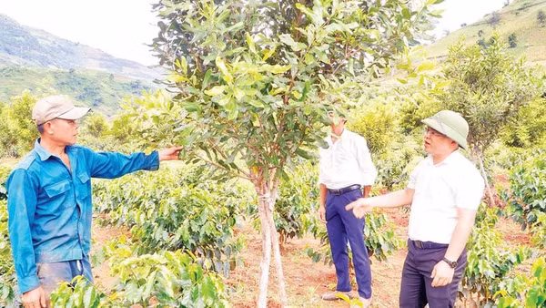 Cán bộ xã Mường Mùn, tỉnh Điện Biên thăm mô hình trồng mắc-ca xen cà-phê của người dân bản Ta Pao.