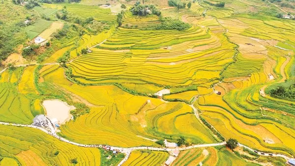 Ruộng bậc thang vào độ chín vàng.