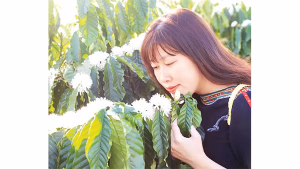 Hương hoa cà-phê dịu ngọt làm say đắm lòng người.