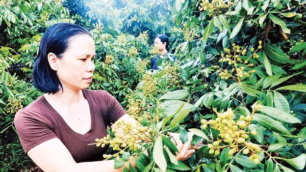 Nông dân xã Hoàng Hoa Thám, tỉnh Hưng Yên chuyển đổi sang trồng nhãn cho thu nhập cao.