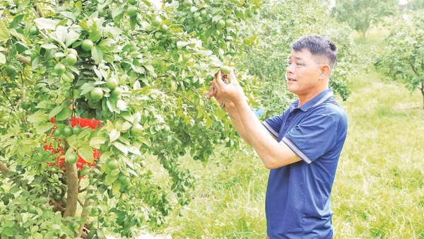 Vườn chanh tứ thì của gia đình ông Nguyễn Xuân Hiển, thôn Gia Cát thu lãi hơn 100 triệu đồng mỗi năm.