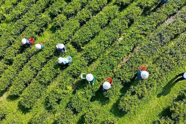 Thu hái chè vào lúc sáng sớm bảo đảm chè được thơm ngon.