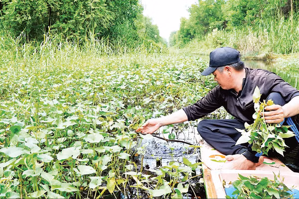 Rau muống đồng tự nhiên dưới kênh rạch trong rừng được nhóm thợ rừng thu hoạch trên đường về để phục vụ bữa ăn. (Ảnh: HỮU TÙNG)