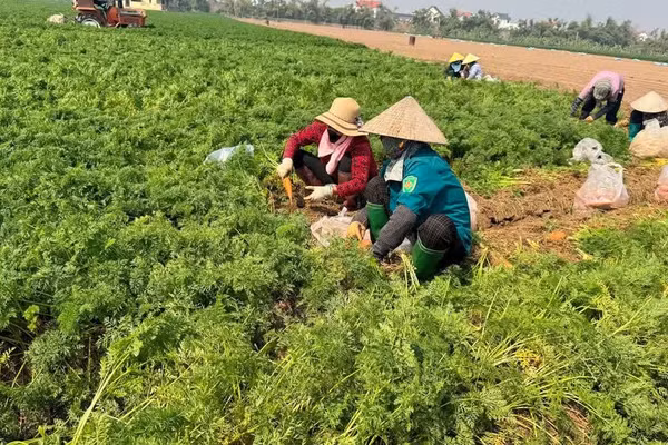 Thu hoạch cà-rốt muộn tại xã Cao Ðức, thành phố Bắc Ninh. (Ảnh minh họa, nguồn : AN TRÂN)