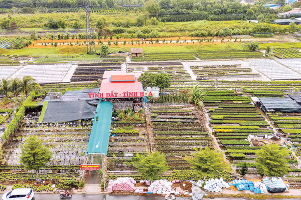 Tổ hợp tác và cung ứng hoa kiểng Tân An của anh Đặng Văn Giàu. (Ảnh: MỸ HÀ)