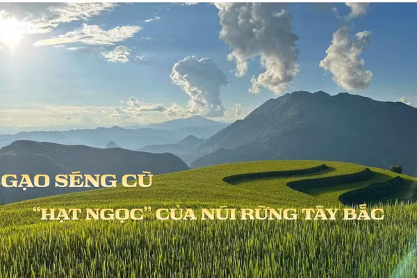 “Mùa vàng” Mường Than và câu chuyện OCOP của hạt gạo Séng Cù
