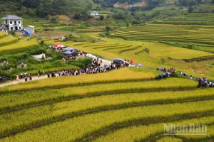 Với những thửa ruộng bậc thang trải dài, mùa vàng Sín Chéng luôn hấp dẫn du khách. (Ảnh: CÔNG HẢI)