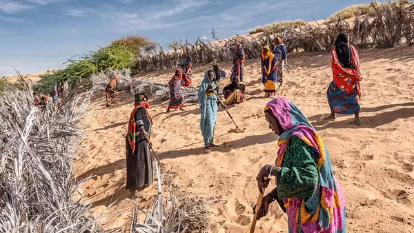 Tổ chức SOS Sahel đã khởi động dự án hiện đại hóa sản xuất hạt fonio vào năm 2022 tại châu Phi thuộc GGW.