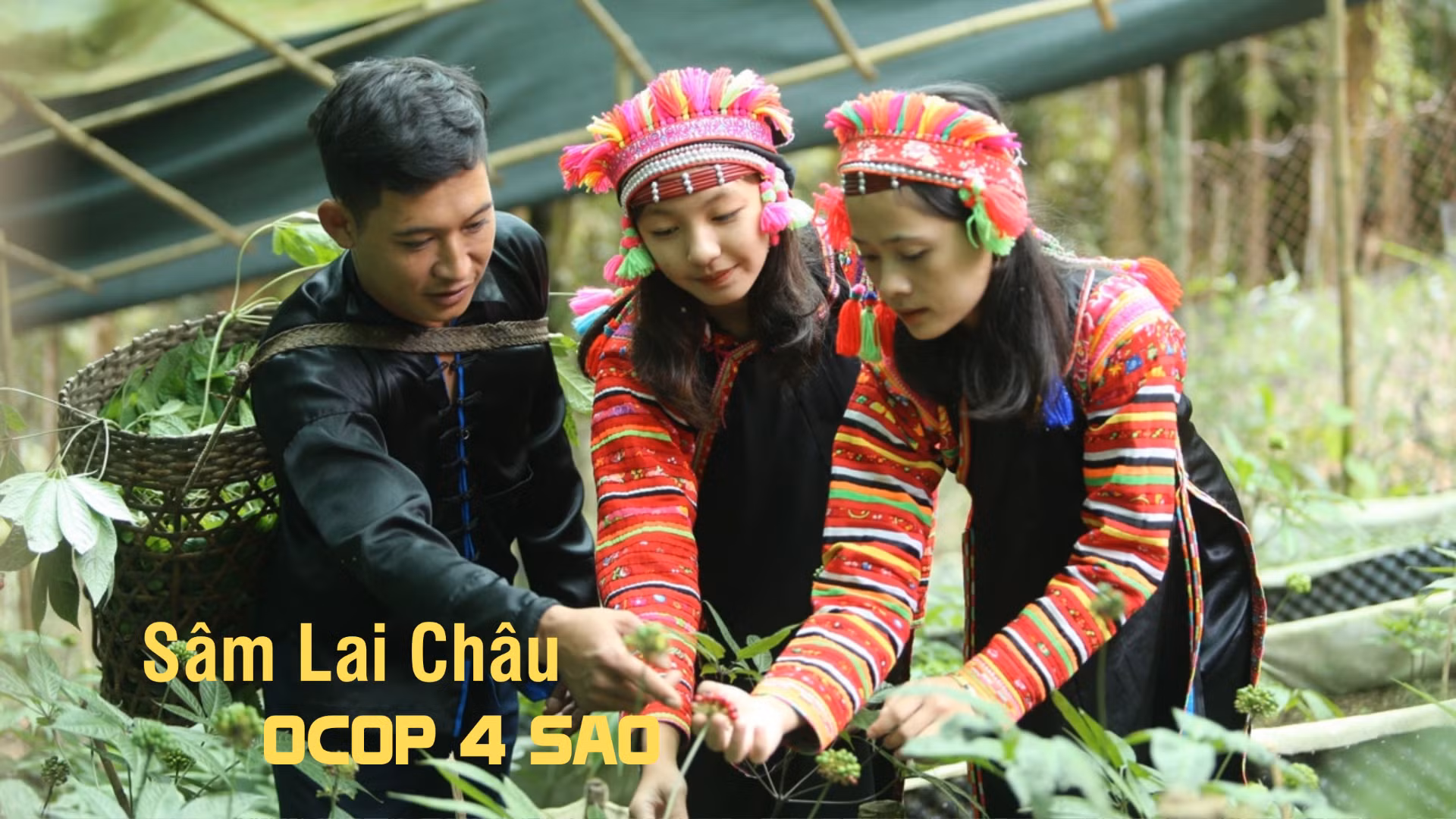 Sâm Lai Châu: OCOP 4 sao tạo sinh kế bền vững nơi núi rừng Tây Bắc