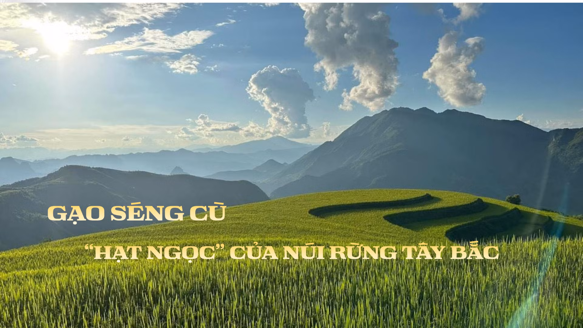 “Mùa vàng” Mường Than và câu chuyện OCOP của hạt gạo Séng Cù