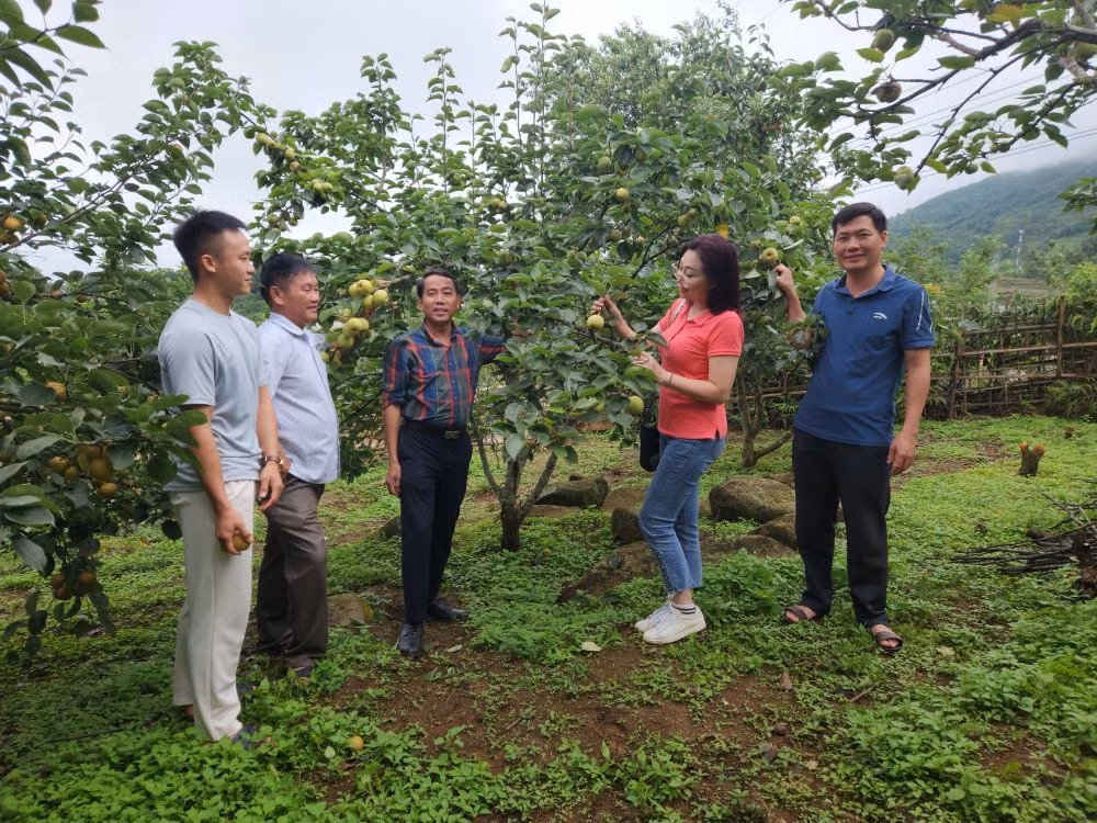 Du khách trải nghiệm hái lê tại vườn. Du khách trải nghiệm hái lê tại vườn.