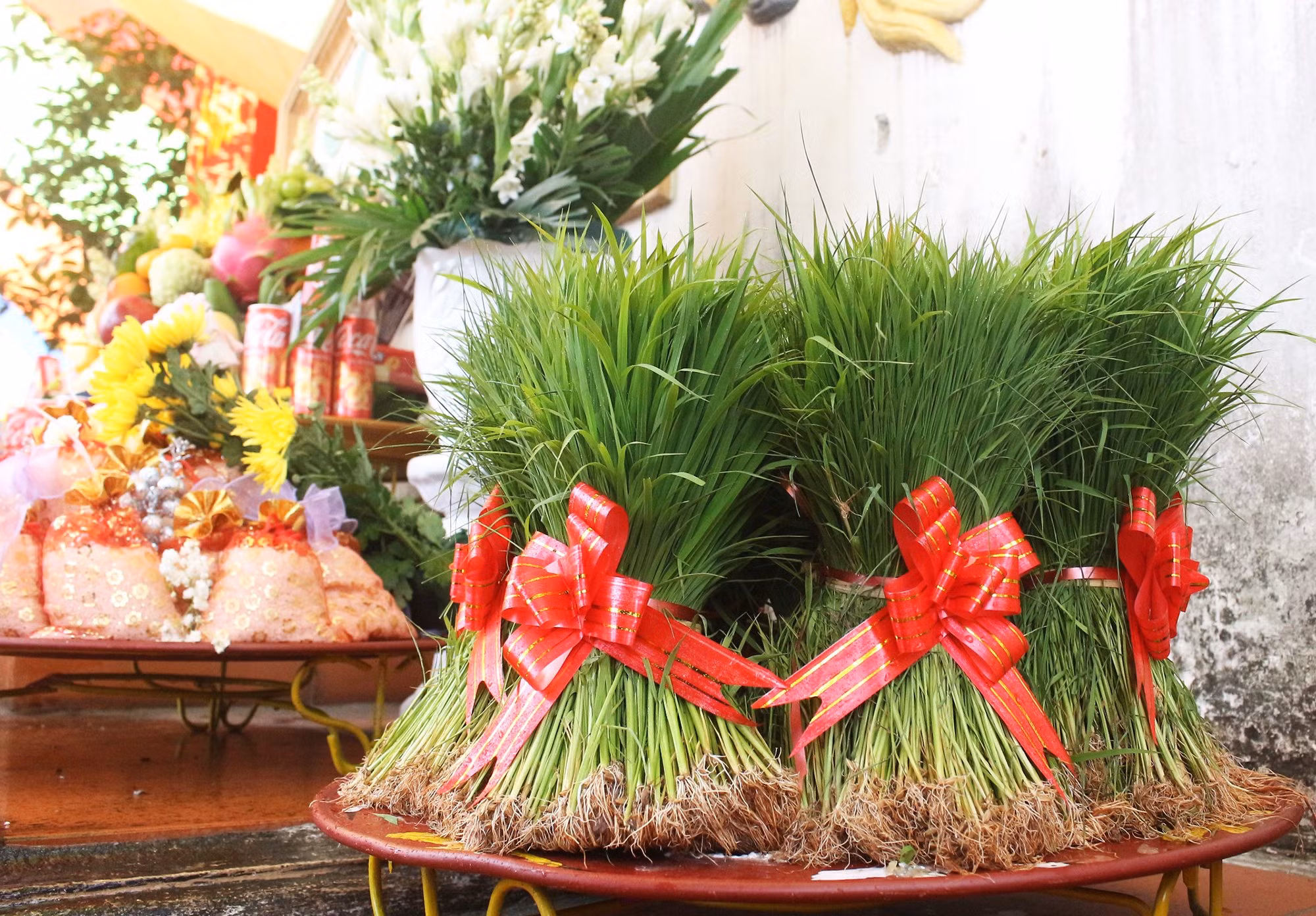 Những bó mạ tươi tốt được người dân lựa chọn để tái hiện cảnh Vua Hùng dạy dân cấy lúa.