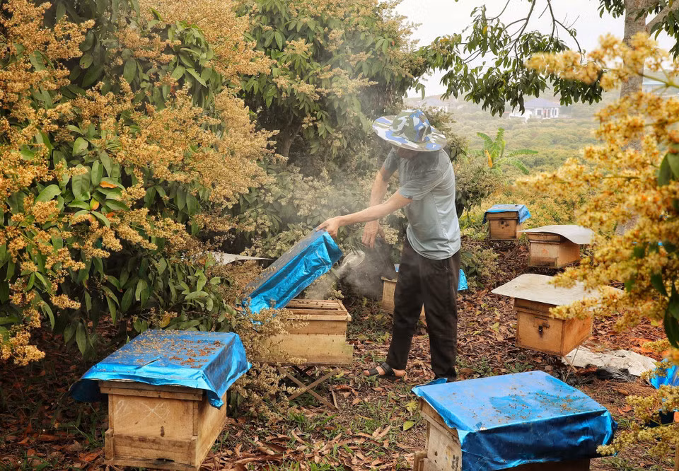 Hợp tác xã nuôi ong Phồn Nhị, xã Phúc Hòa có hơn 400 đàn ong mật bản địa, dự kiến thu hoạch 1,5 nghìn lít mật.