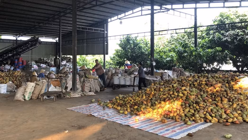 Mỗi năm, Công ty Trọng Đức có tới 5.000 tấn vỏ quả ca-cao tươi cần xử lý.