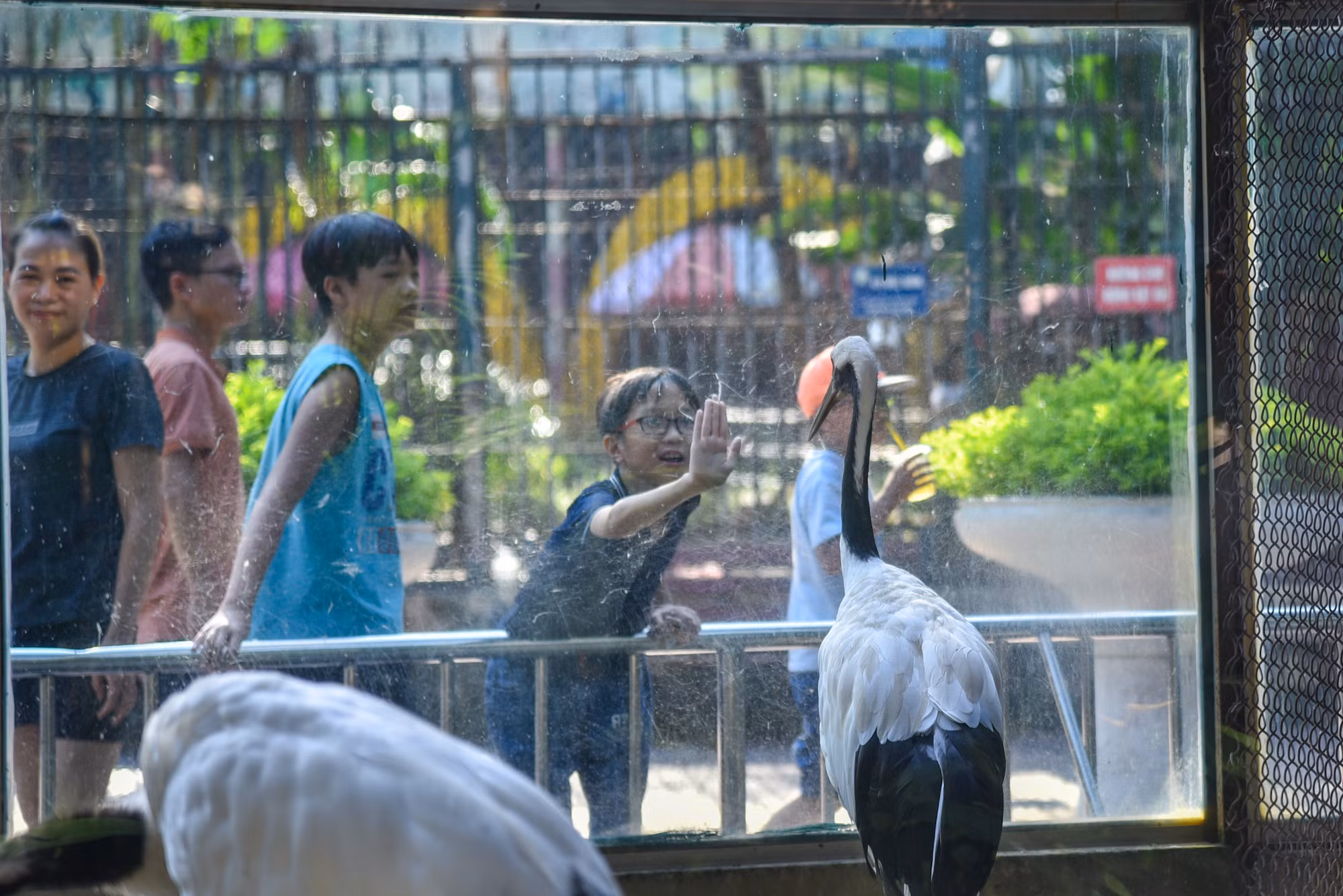Một cậu bé vui vẻ và ngạc nhiên khi lần đầu được thấy những chú Sếu Nhật Bản.