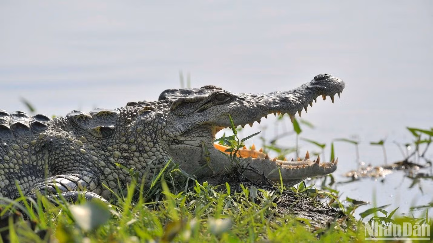 Một "nhân vật chính" của tour du lịch đang lim dim sưởi nắng. Một "nhân vật chính" của tour du lịch đang lim dim sưởi nắng.