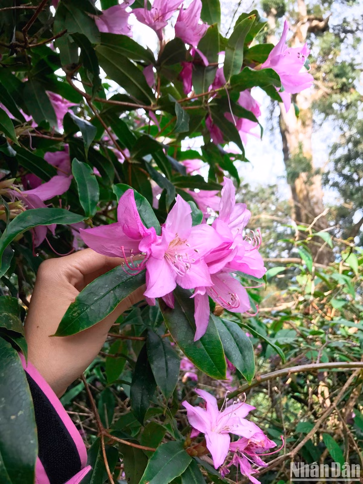 Chiêm ngưỡng đỗ quyên đầu mùa nơi núi rừng Tây Bắc ảnh 7