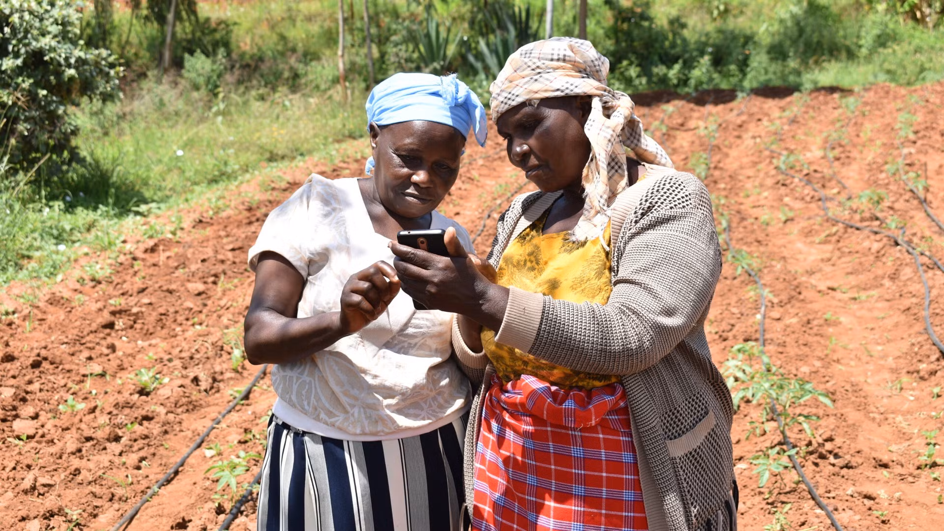 Dự án Shamba Pride được triển khai tại Kenya.