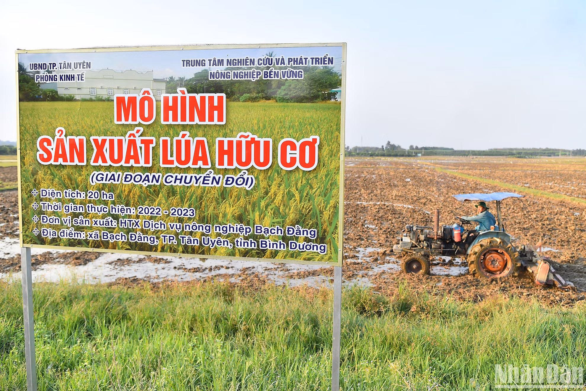 Hợp tác xã Dịch vụ nông nghiệp Bạch Đằng là hợp tác xã nông nghiệp tiên phong tại Bạch Đằng muốn ứng dụng công nghệ để tạo chuỗi sản xuất - tiêu thụ sản phẩm nông nghiệp sạch bền vững tại địa phương. Hợp tác xã do nông dân Hồ Tấn Lợi (ấp Tân Trạch) làm giám đốc, hiện có 21 hộ dân tham gia với tổng 20ha diện tích đất sản xuất nông nghiệp trồng lúa ST25, cho thu nhập gấp nhiều lần so với trước đây.
