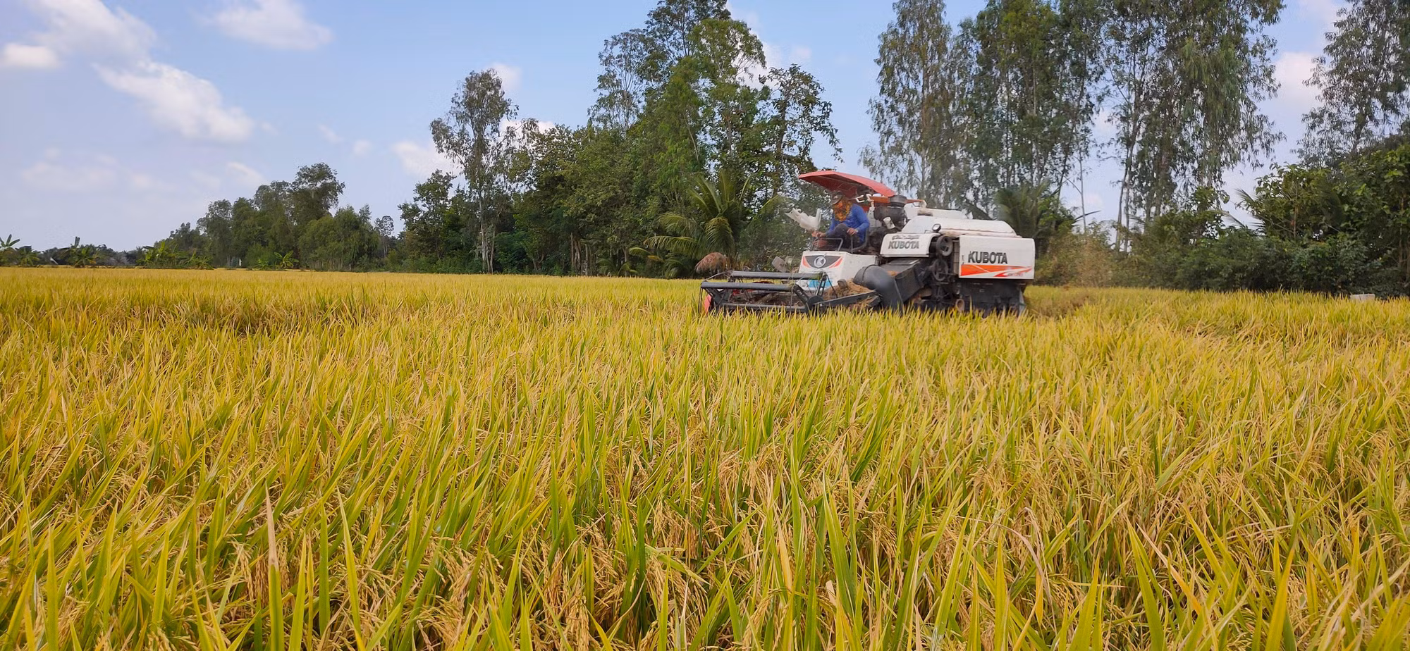 Thu hoạch lúa tại xã Mỹ Đông, huyện Tháp Mười, tỉnh Đồng Tháp.
