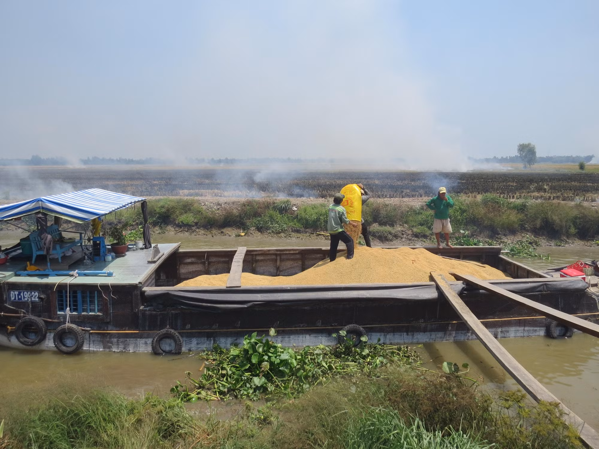 Nông dân thu hoạch lúa tại xã Phú Thọ, huyện Tam Nông, tỉnh Đồng Tháp.