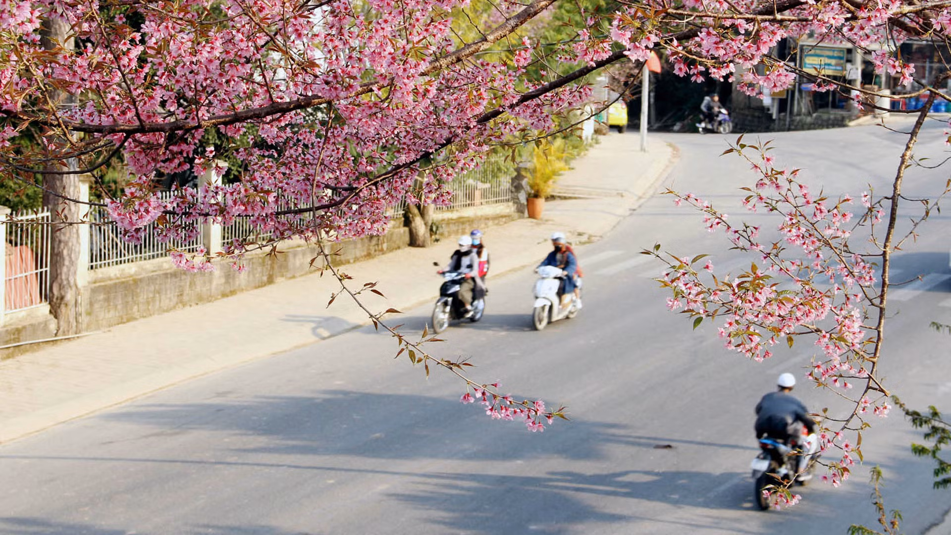 Mùa này, sắc hồng pha tím hoa mai anh đào “thắp lửa” khắp phố phường Đà Lạt. Phố núi nồng nàn sắc xuân.