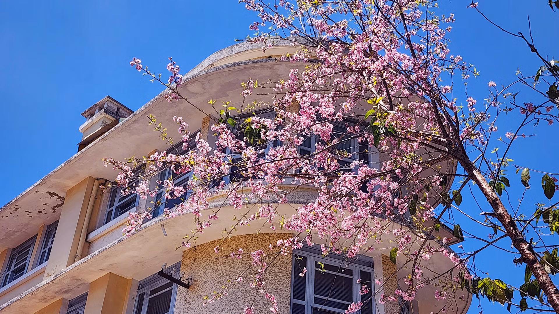 Đang ghi hình mùa hoa mai anh đào “lạc khai”, ông Lê Hữu Phước (60 tuổi), người sinh ra và lớn lên tại Đà Lạt chắc nịch: “Tôi chưa thấy chuyện này (mai anh đào khoe sắc giữa mùa khô - PV) bao giờ. Có lẽ, do ảnh hưởng biến đổi khí hậu?! Nhưng chuyện lạ này đã mang lại thích thú cho người dân địa phương và du khách”.