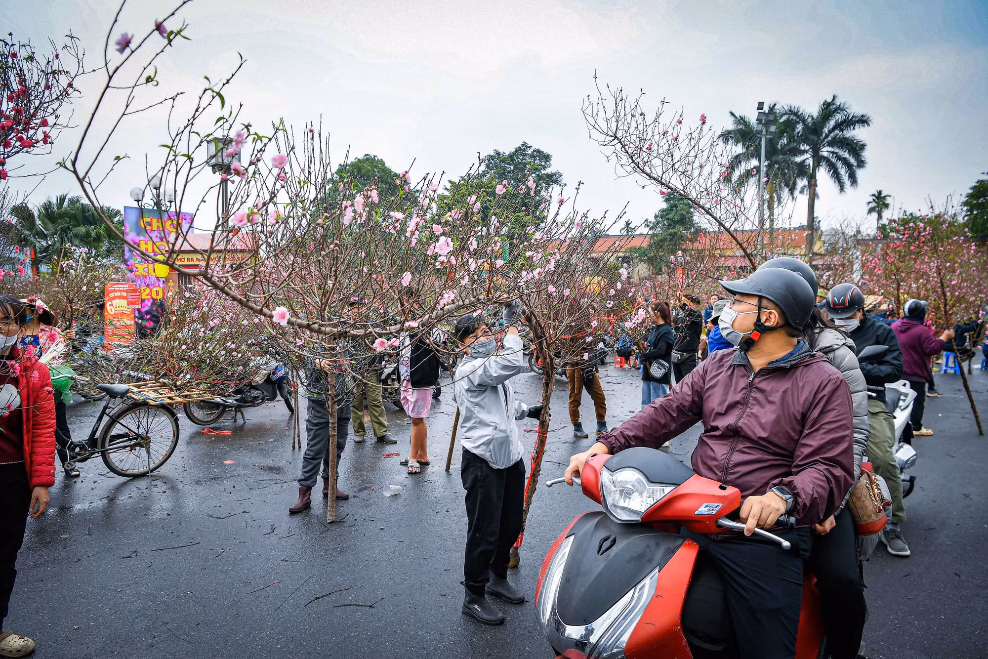 Những cành đào dáng huyền nhận được sự quan tâm đặc biệt của người dân.