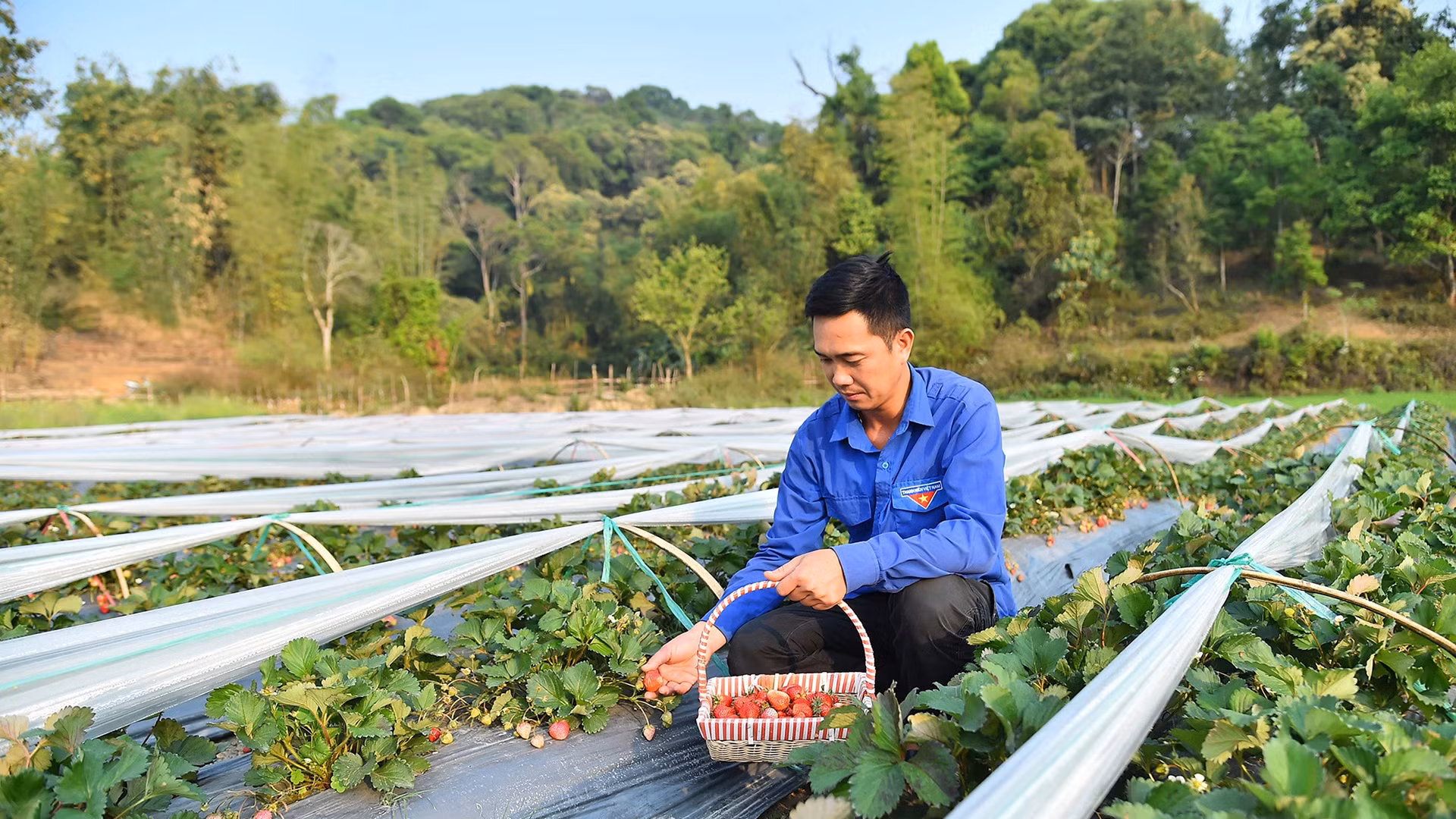 Mô hình trồng dâu tây tại Hợp tác xã Dâu tây Mường Phăng, Điện Biên. (Ảnh: NGUYÊN DŨNG)