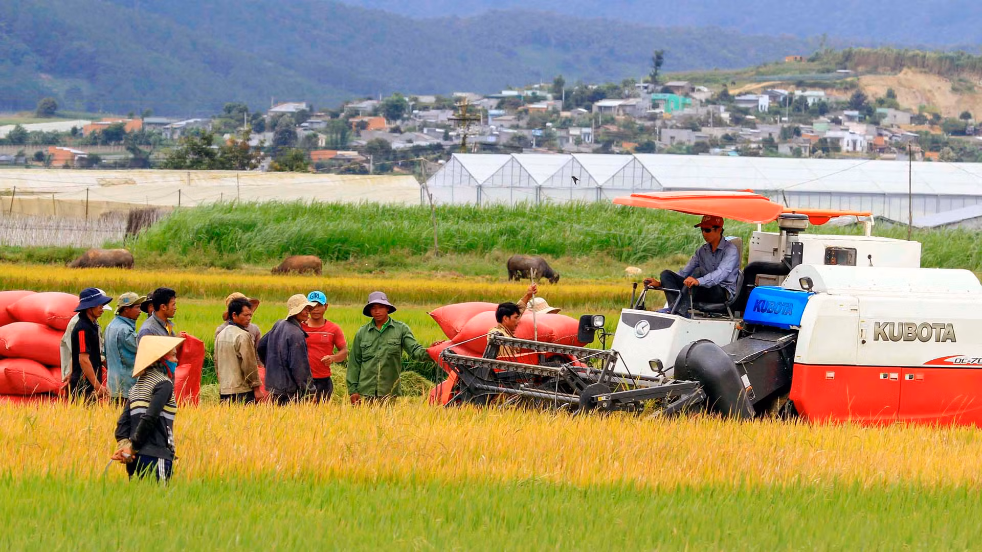 Mùa vàng ở Đơn Dương, huyện nông thôn mới đầu tiên tại Tây Nguyên.
