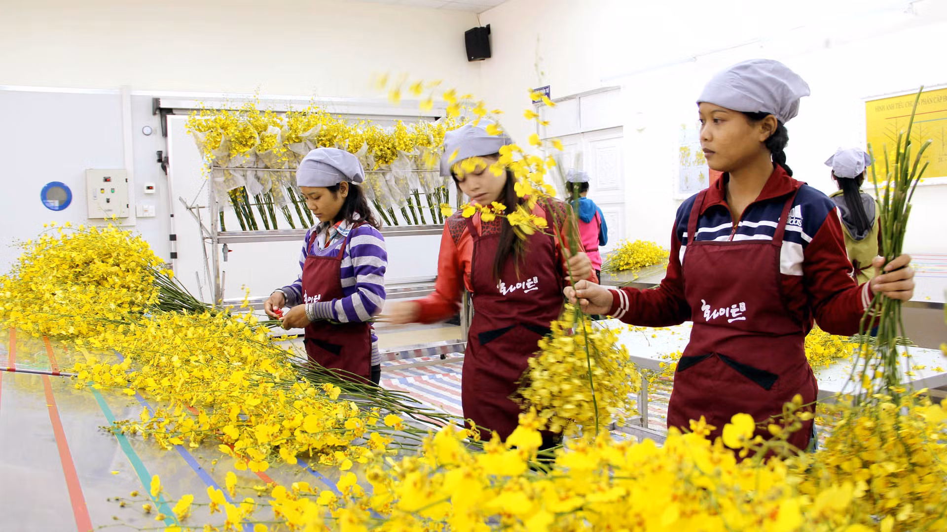Đồng bào dân tộc thiểu số Tây Nguyên tham gia chuỗi sản xuất hoa công nghệ cao.