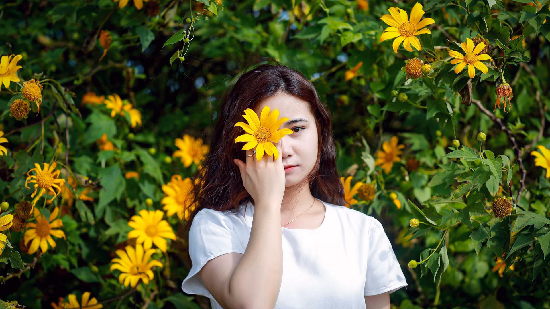 Dã quỳ, nhiều người quen gọi là cúc quỳ, riêng tên sơn quỳ nghe lạ lắm, nhưng cũng để chỉ loài hoa vàng này. Dã quỳ, nhiều người quen gọi là cúc quỳ, riêng tên sơn quỳ nghe lạ lắm, nhưng cũng để chỉ loài hoa vàng này.