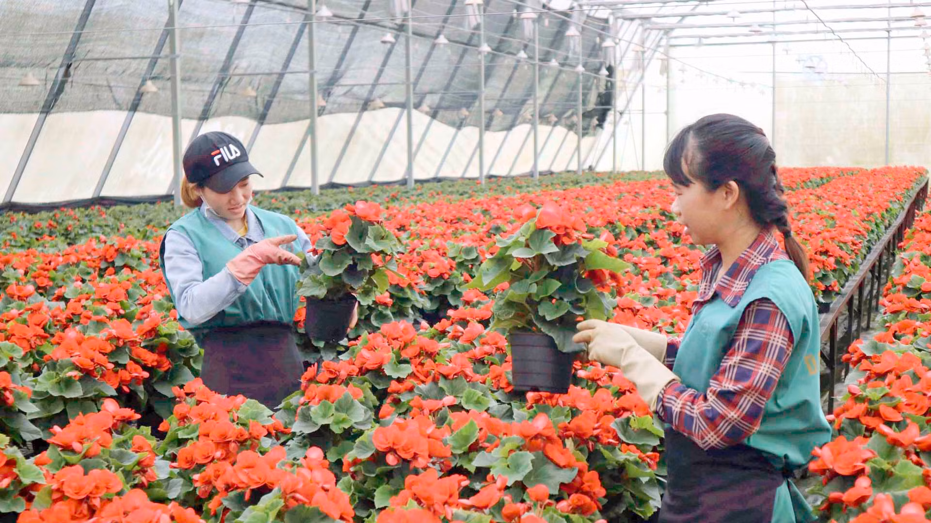 Sản xuất hoa công nghệ cao tại thành phố Đà Lạt, tỉnh Lâm Đồng. Sản xuất hoa công nghệ cao tại thành phố Đà Lạt, tỉnh Lâm Đồng.