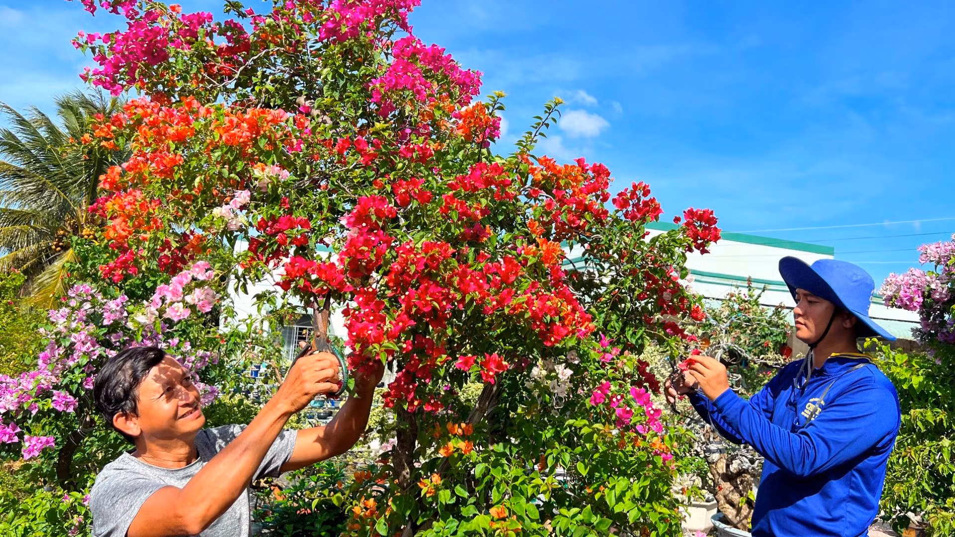 Sản xuất hoa giấy tại làng hoa Phú Sơn (huyện Chợ Lách, tỉnh Bến Tre).