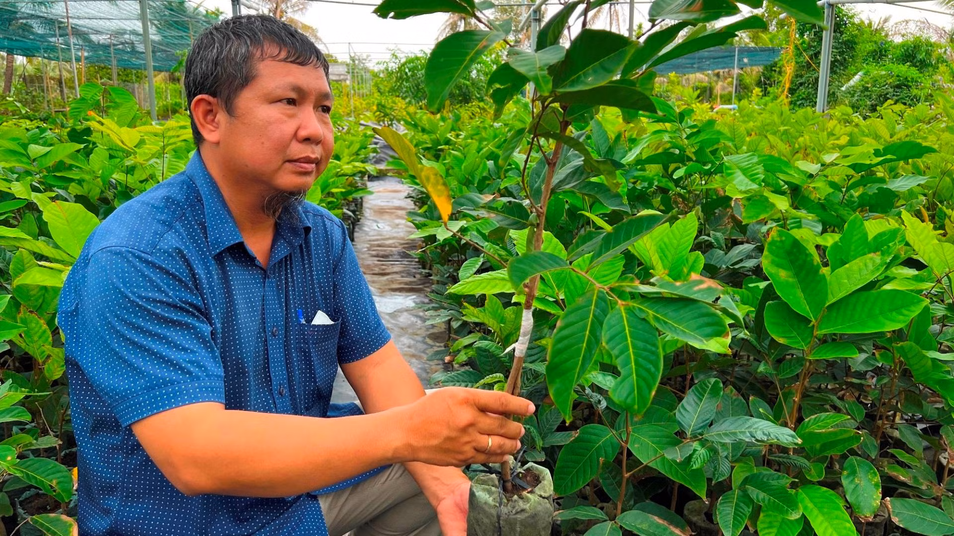 Hợp tác xã nông nghiệp Thắng Lợi ứng dụng công nghệ sản xuất giá thể sạch bệnh để nhân giống.