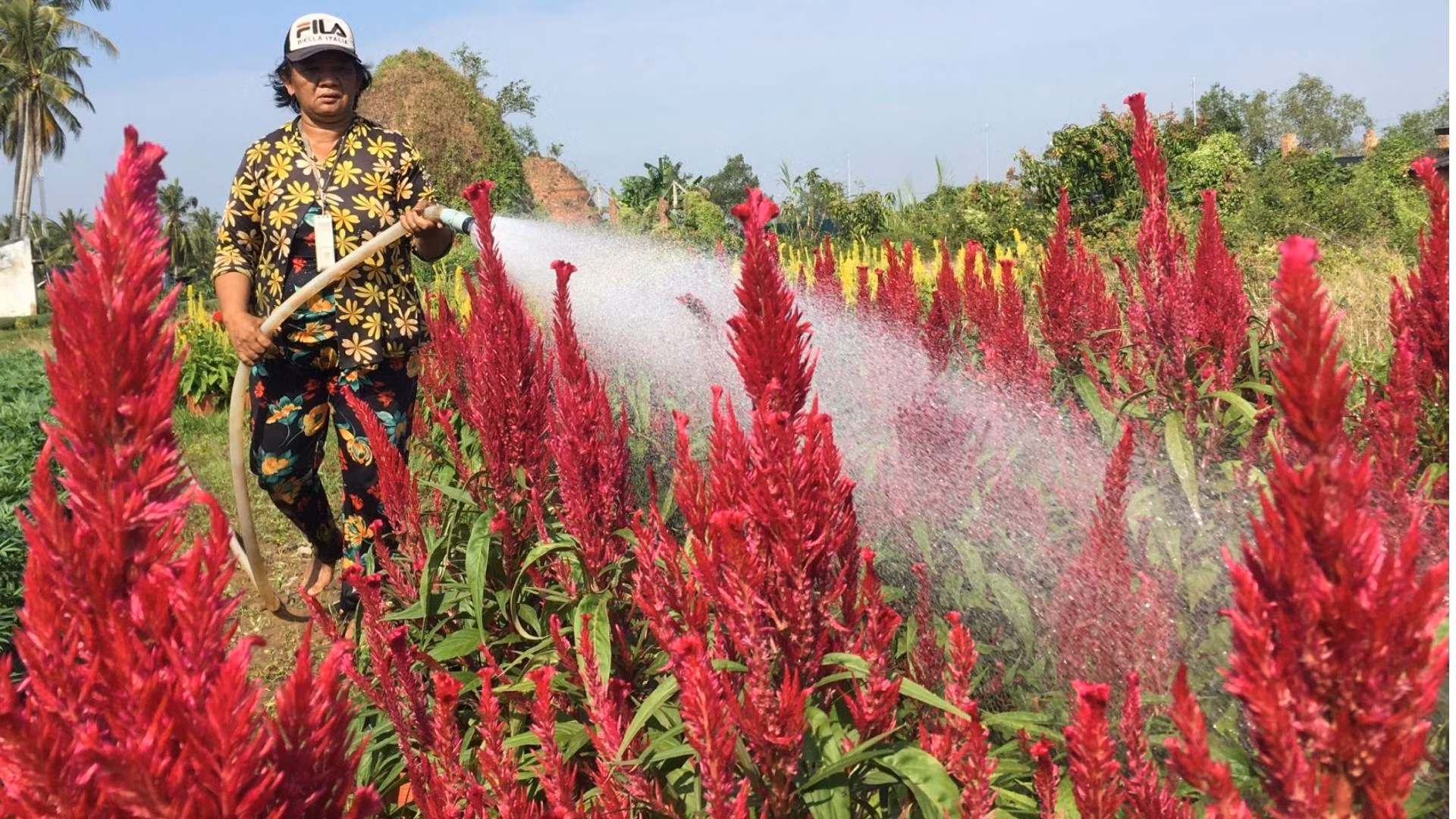 Sản xuất hoa kiểng tại huyện Chợ Lách (tỉnh Bến Tre) hướng đến phát triển bền vững.