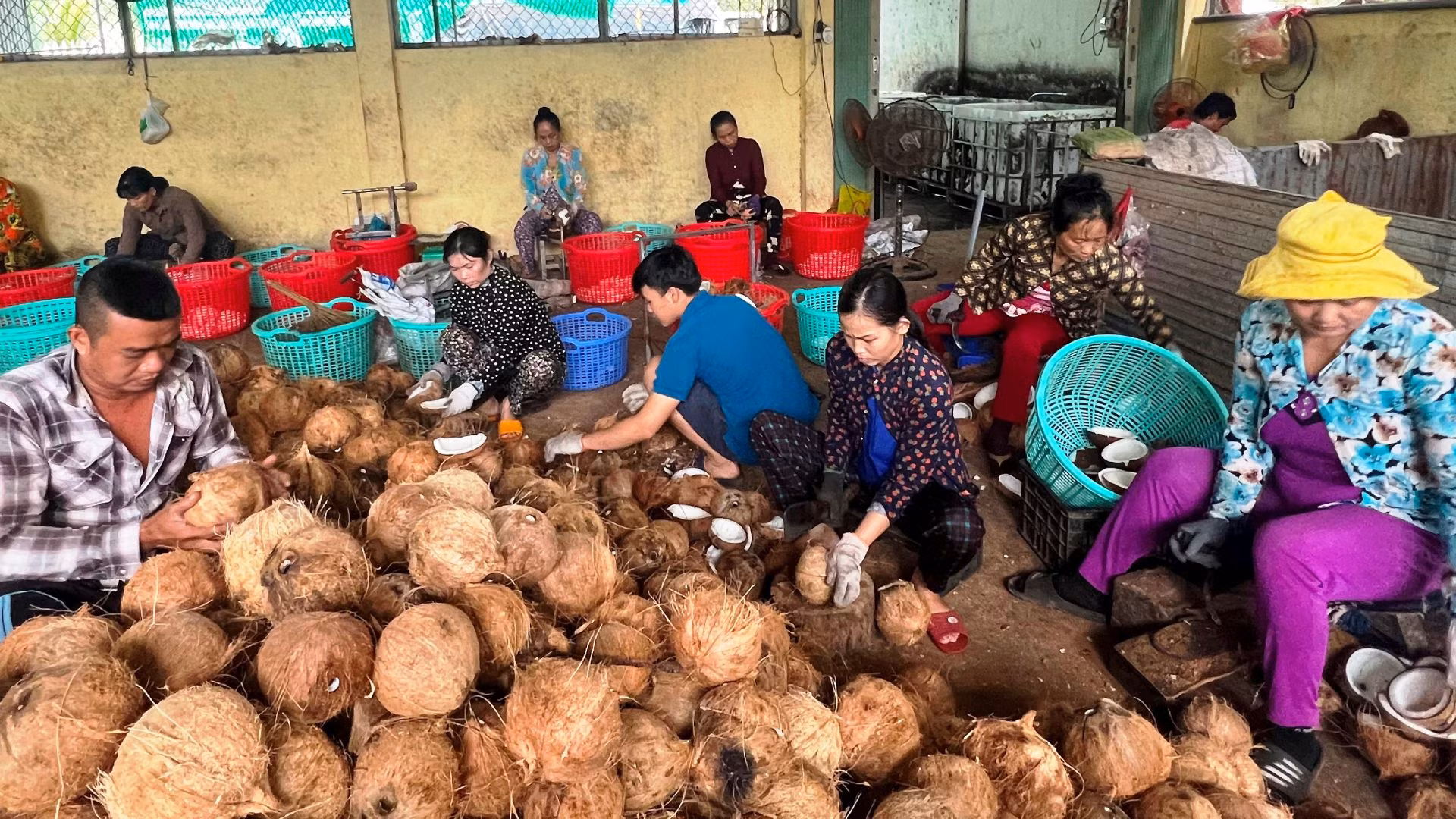 Sơ chế dừa nguyên liệu tại Hợp tác xã nông nghiệp Thới Thạnh (huyện Thạnh Phú, tỉnh Bến Tre).