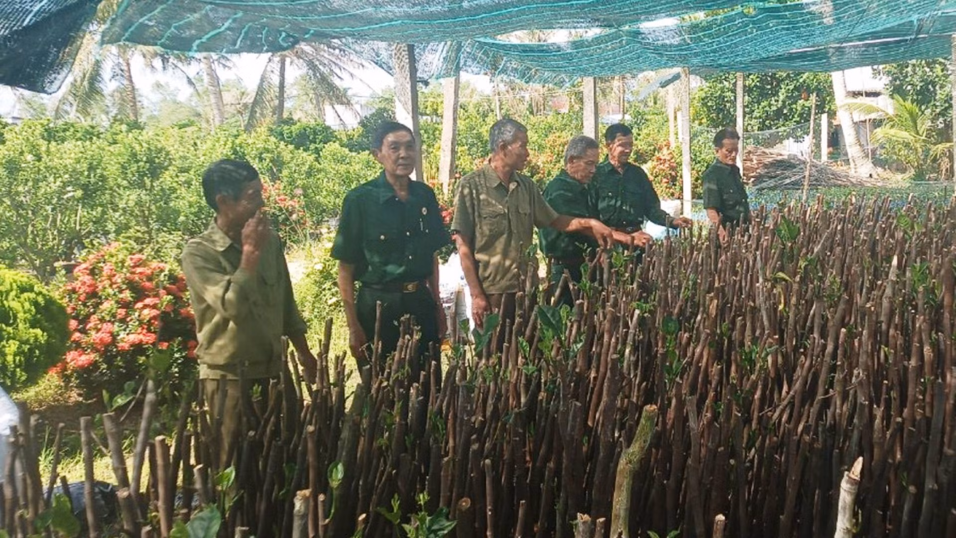 Mô hình Cựu chiến binh giúp đỡ cây giống tại huyện Chợ Lách.