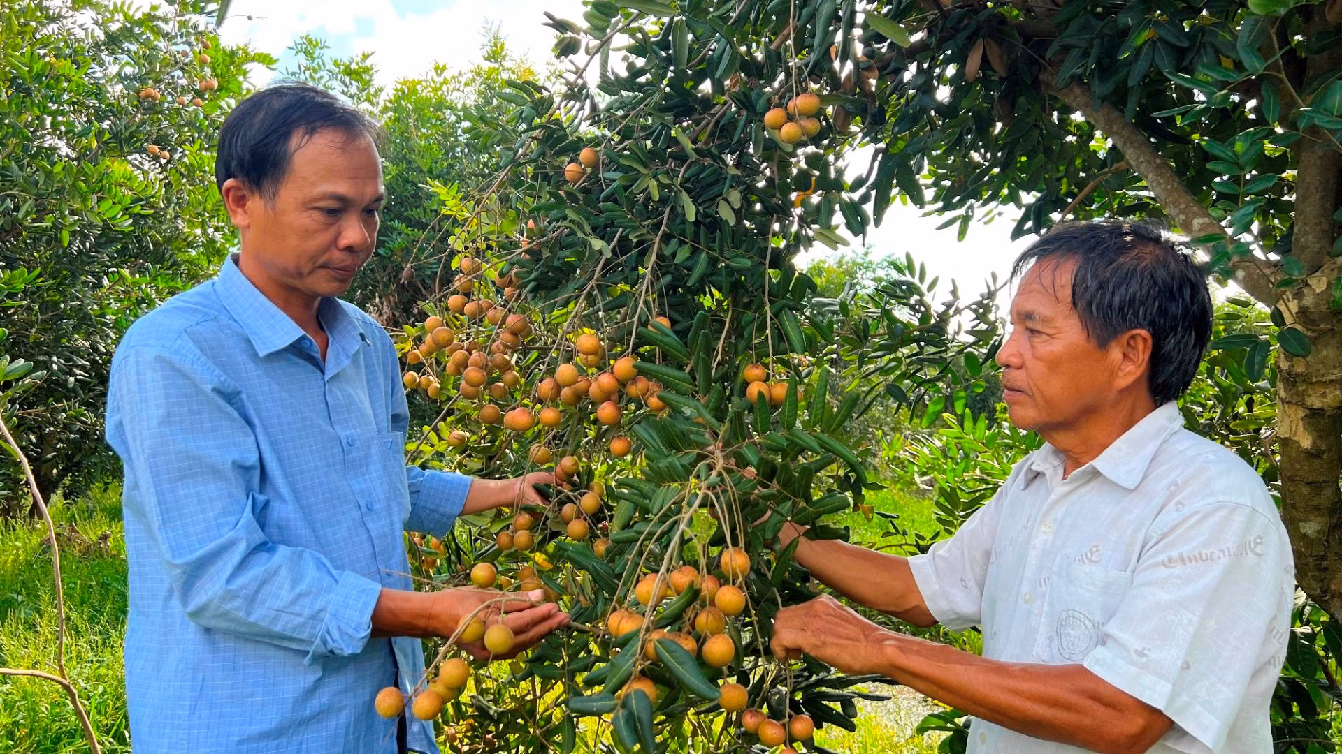Cây nhãn là đặc sản nổi tiếng của xã đảo Tam Hiệp. Cây nhãn là đặc sản nổi tiếng của xã đảo Tam Hiệp.